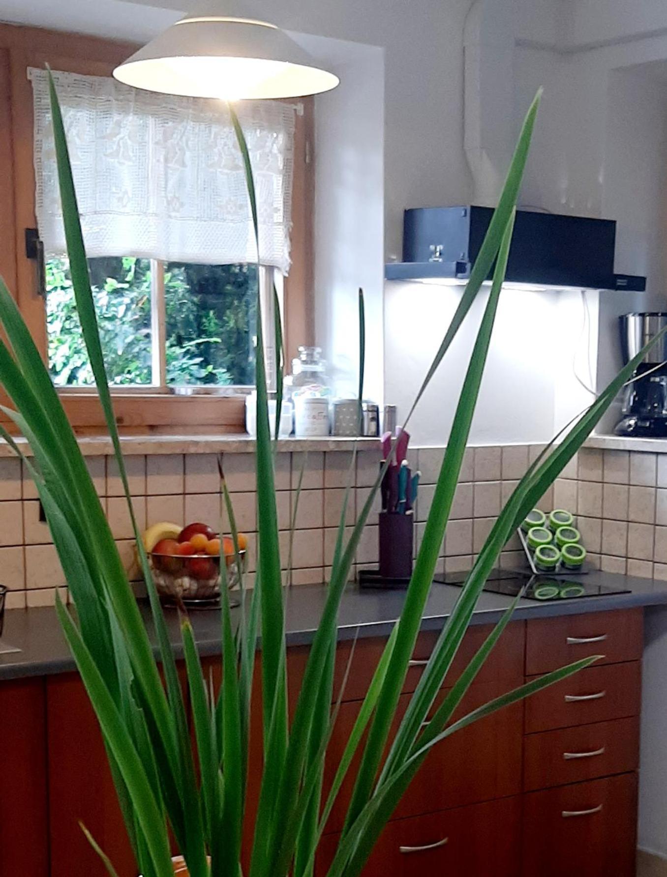 Mizerna Lily Garden Bed & Breakfast エクステリア 写真